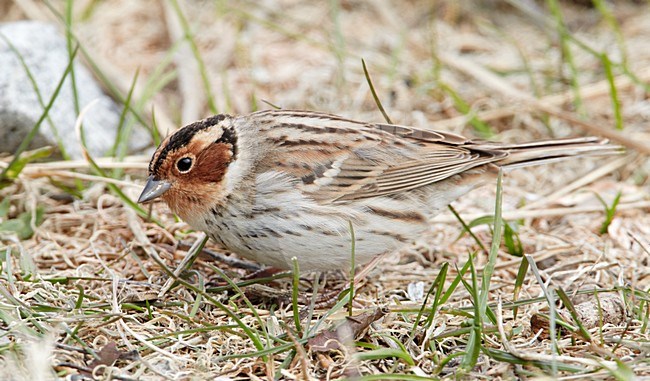 Volwassen foeragerend Dwerggors op de grond; Adult Little Bunting feeding on the ground stock-image by Agami/Markus Varesvuo,