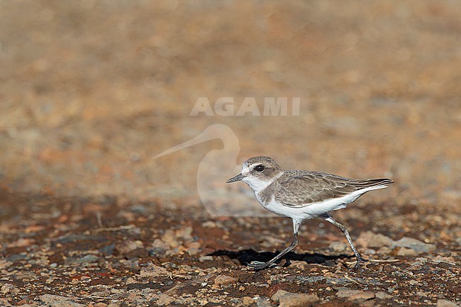 Kentish Plover (Charadrius alexandrinus alexandrinus) at Terceira, Azores, Portugal. stock-image by Agami/Marc Guyt,