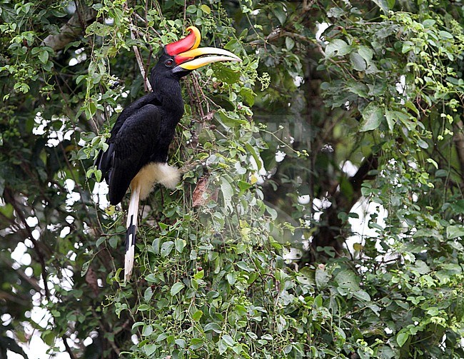 Adult Rhinoceros Hornbill (Buceros rhinoceros) perched in a tree along the Kinabatangan river, Sabah, Bornean Malaysia. stock-image by Agami/James Eaton,