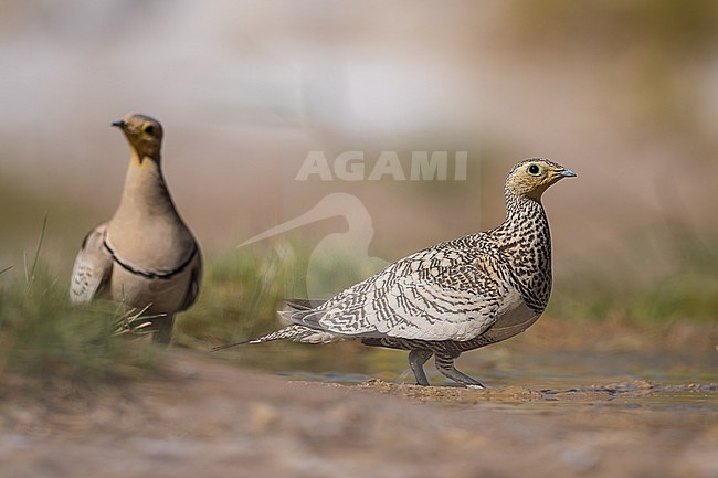 Female Chestnut-bellied Sandgrouse (Pterocles exustus) wintering in Oman. Male standing in the background. stock-image by Agami/Sylvain Reyt,