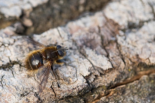 Tachina ursina, Germany (Baden-Württemberg), imago stock-image by Agami/Ralph Martin,