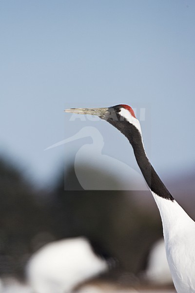 Chinese Kraanvogel; Red-crowned Crane stock-image by Agami/Marc Guyt,