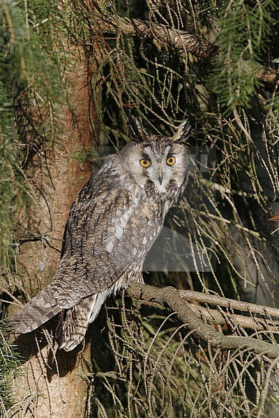 Captive Long-eared Owl (Asio otus) perched in a tree in United Kingdom stock-image by Agami/Helge Sorensen,