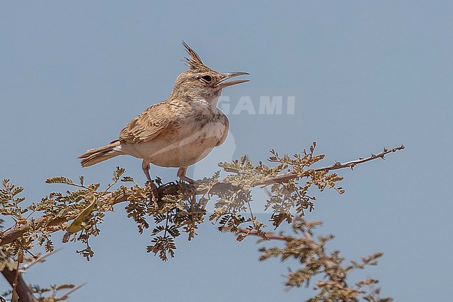 Adult Maghreb Lark (Galerida macrorhyncha) perched in a tree between Dakhla and Aousserd in Western Sahara. stock-image by Agami/Vincent Legrand,