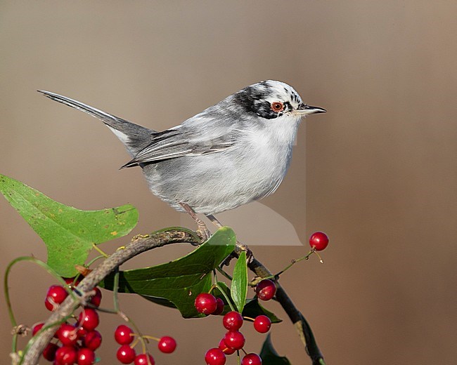 Sardinian Warbler (Sylvia melanocephala), side view of an adult male perched on a Common Smilax with berries, Campania, Italy stock-image by Agami/Saverio Gatto,
