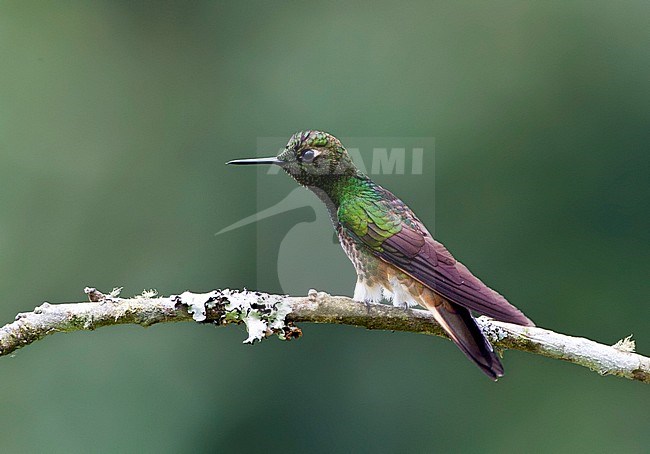 Buff-tailed Coronet (Boissonneaua flavescensa) in Rio Blanco reserve near Manizales in Colombia. Perched on a branch. stock-image by Agami/Marc Guyt,