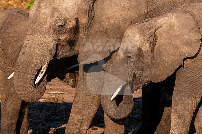 African elephants, Loxodonta africana, drinking. Chobe River, Chobe National Park, Kasane, Botswana. stock-image by Agami/Sergio Pitamitz,