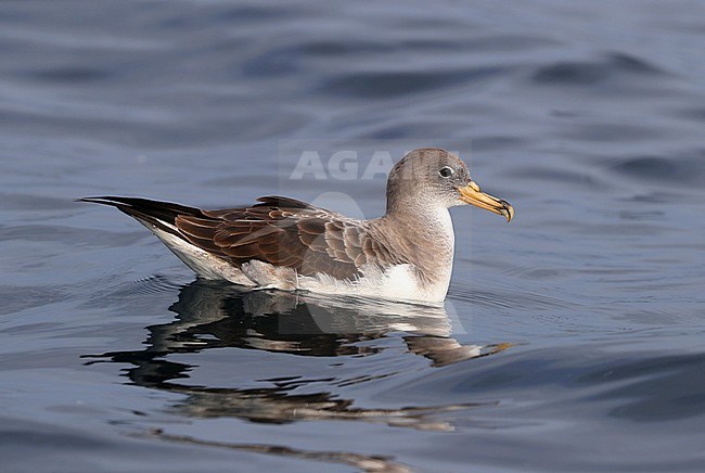 Scopoli’s Shearwater (Calonectris diomedea) at sea off Hyères - France. Swimming in the ocean. stock-image by Agami/Aurélien Audevard,