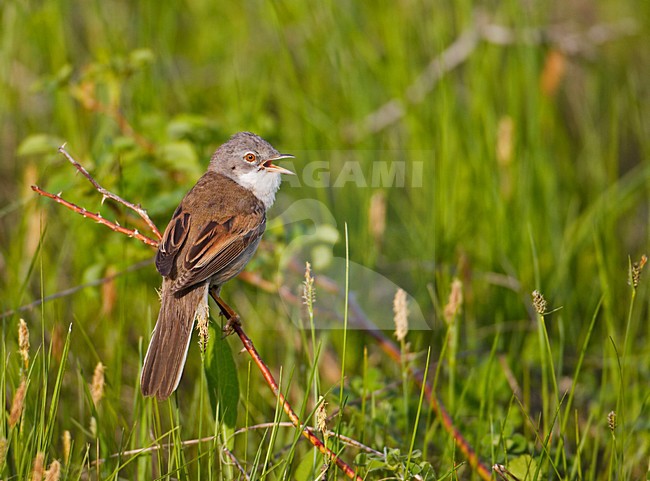 Common Whitethroat male singing; Grasmus man zingend stock-image by Agami/Markus Varesvuo,