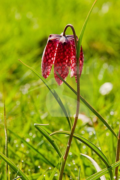 Kievitsbloem in Vecht en Zwarte water; Snake\'s Head Fritillary in Vecht en Zwarte water stock-image by Agami/Theo Douma,