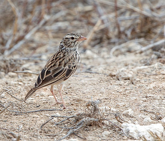 Madagascar Lark (Eremopterix hova) standing in desert of Madagascar. stock-image by Agami/Andy & Gill Swash ,