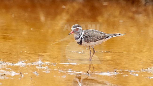 Adult Three-banded Plover (Charadrius tricollaris) sitting on a pool in Sahara Village, Aswan, Egypt. stock-image by Agami/Vincent Legrand,