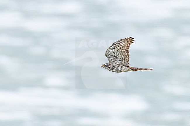 Sperwer, Eurasian Sparrowhawk, Accipiter nisus stock-image by Agami/Menno van Duijn,