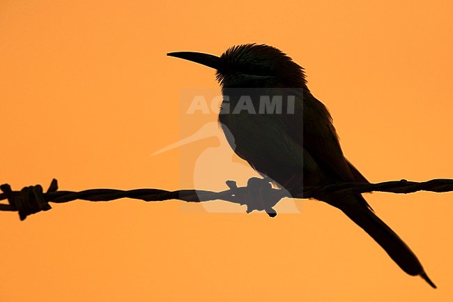 Green Bee-eater (Merops orientalis cyanophrys), adult perched on a barbed wire at sunset with backlight. stock-image by Agami/Saverio Gatto,