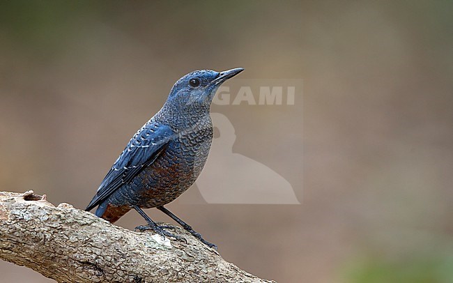 Blue Rock Thrush (Monticola solitarius philippensis) perched on a branch at Khao Yai National Park, Thailand stock-image by Agami/Helge Sorensen,