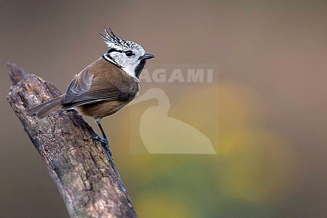 Crested Tit, Lophophanes cristatus, in the Netherlands. stock-image by Agami/Han Bouwmeester,