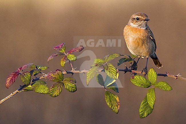 Wintering female European Stonechat (Saxicola rubicola) in Italy. stock-image by Agami/Daniele Occhiato,