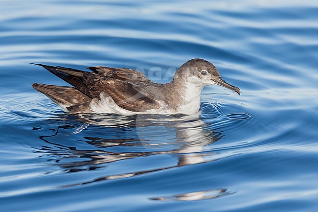 Yelkouan shearwaters breed on islands and coastal cliffs in the eastern and central Mediterranean. It is seen here foraging with its head under the water of the Mediterranean Sea of the coast of Sardinia. stock-image by Agami/Jacob Garvelink,