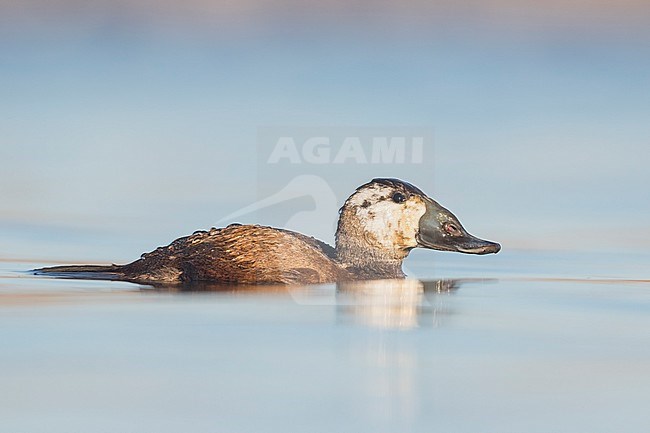 Probable second year male White-headed Duck (Oxyura leucocephala) swimming with beautiful late afternoon winter light on a blue colored lake in a nature reserve in Spain. Side view on eye-level. stock-image by Agami/Ralph Martin,