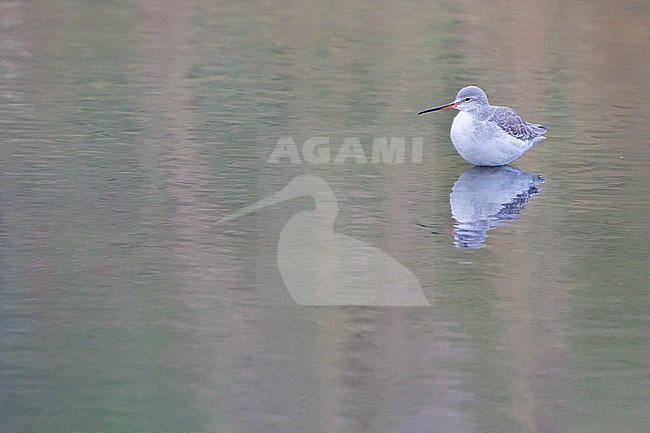 Spotted Redshank (Tringa erythropus) winter plumage foraging in tidal pool for shrimps with reflection in water stock-image by Agami/Menno van Duijn,