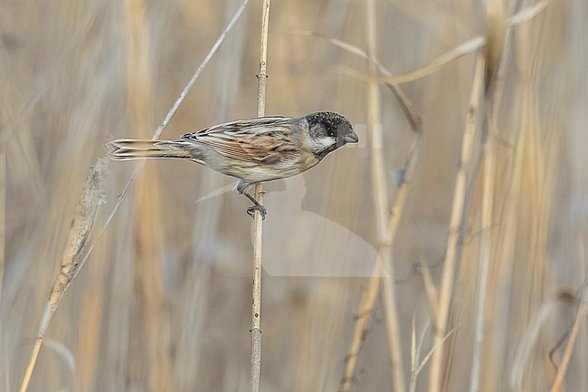 Male winter plumage Asian Reed Bunting (Emberiza schoeniclus pyrrhuloides) sitting on a reed in Shirvan NP, Azerbaijan. stock-image by Agami/Vincent Legrand,
