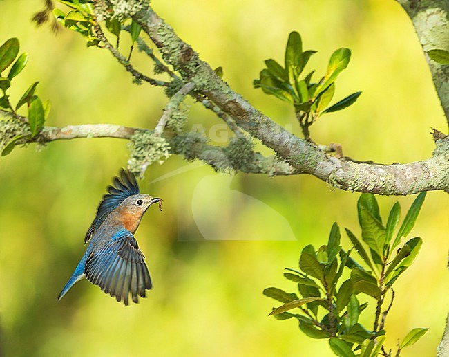 Eastern Bluebird, Sialia sialis bermudensis, during late autumn on Bermuda. stock-image by Agami/Marc Guyt,