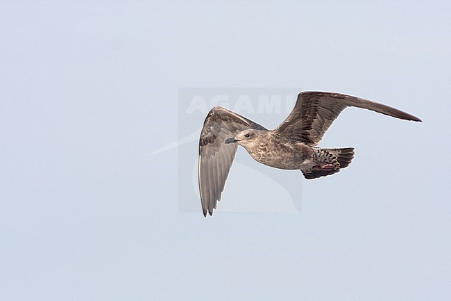 Lesser Black-backed Gull - Heringsmöwe - Larus fuscus, Germany, 1 cy stock-image by Agami/Ralph Martin,