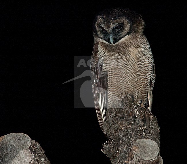 Himalayan Owl (Strix nivicolum newarensis) perched on an exposed branch during the night in the Himalayas. Looking down. stock-image by Agami/Marc Guyt,