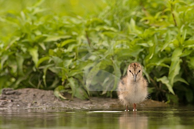 Donsjong van de Tureluur; Chick of Common Redshank stock-image by Agami/Hans Germeraad,