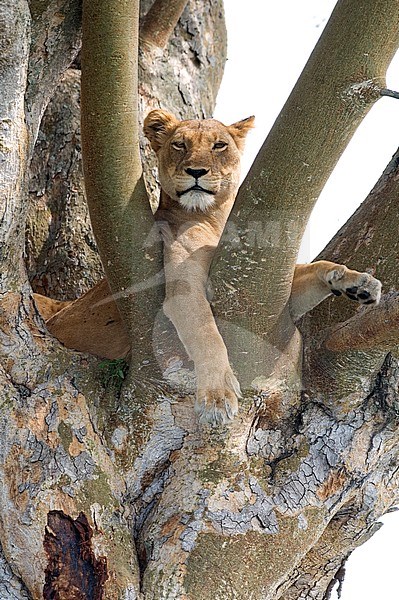 Lioness (Panthera leo) resting in a tree in Uganda. Looking alert from her position. Ready to leap away. stock-image by Agami/Laurens Steijn,
