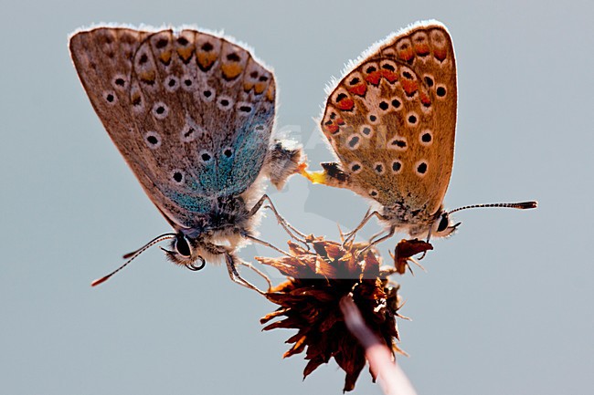 Icarusblauwtje, Common Blue stock-image by Agami/Theo Douma,