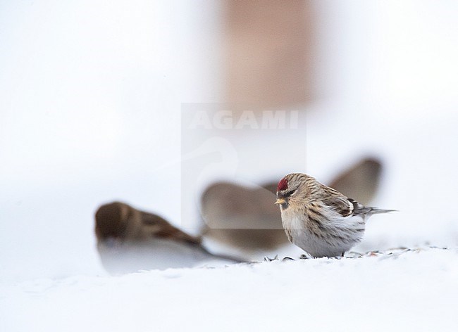 Arctic Redpoll (Acanthis hornemanni) wintering in arctic Norway. With House Sparrows in the background. stock-image by Agami/Marc Guyt,