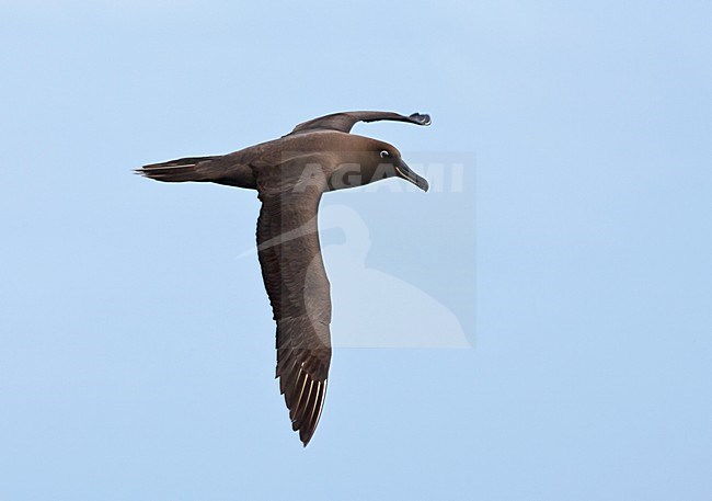 Zwarte Albatros in vlucht; Sooty Albatros in flight stock-image by Agami/Marc Guyt,