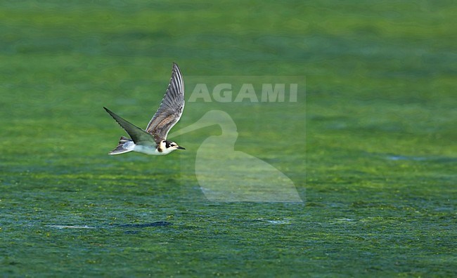Jonge Zwarte Stern in vlucht; Black Tern juvenile in flight stock-image by Agami/Jacques van der Neut,