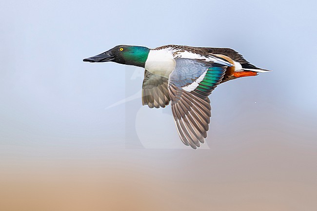 Male Northern Shoveler, Spatula clypeata,  in Italy. stock-image by Agami/Daniele Occhiato,