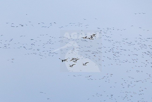 huge flock of barnacle goose (branta leucopsis) in flight during autumn migration, found at Fehmarn at the Baltic Sea in Germany stock-image by Agami/Mathias Putze,