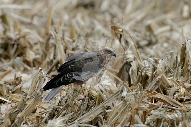 Mannetje Bruine Kiekendief in zit; Male Western Marsh Harrier perched stock-image by Agami/Daniele Occhiato,