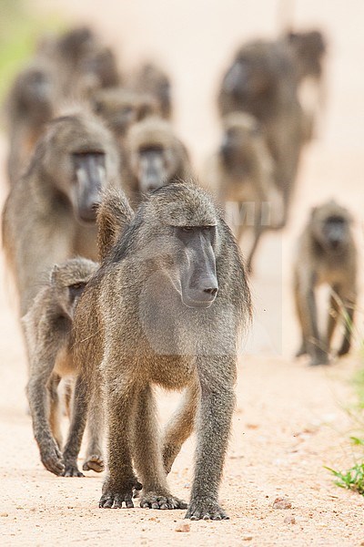 Beerbaviaan, Chacma Baboon stock-image by Agami/Wil Leurs,