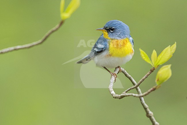 Northern Parula (Setophaga americana) Perched on a branch in USA stock-image by Agami/Dubi Shapiro,