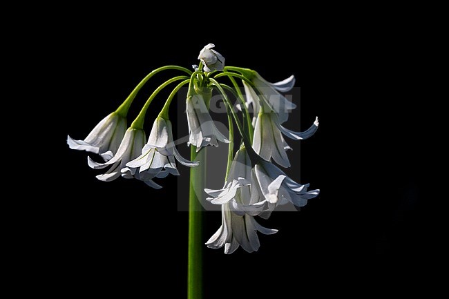 Driekantig look, Three-cornered Leek, Allium triquetrum stock-image by Agami/Wil Leurs,