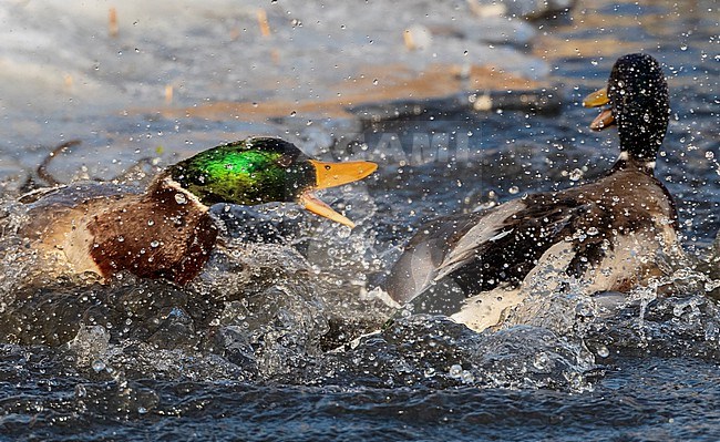 Two males Mallard (Anas platyrhynchos) fighting in an urban lake in  Katwijk, Netherlands. stock-image by Agami/Marc Guyt,
