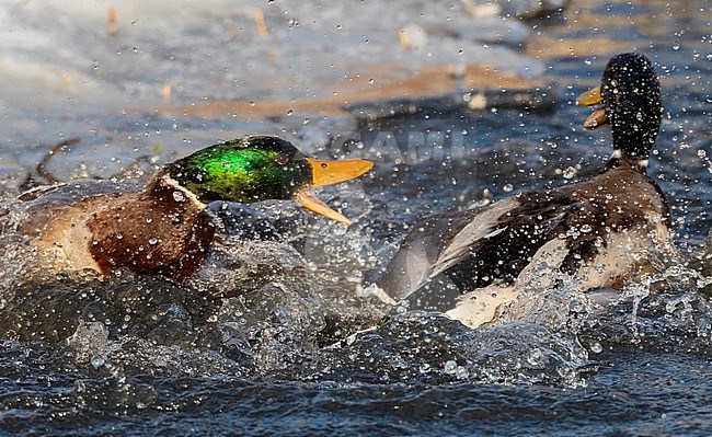 Two males Mallard (Anas platyrhynchos) fighting in an urban lake in  Katwijk, Netherlands. stock-image by Agami/Marc Guyt,