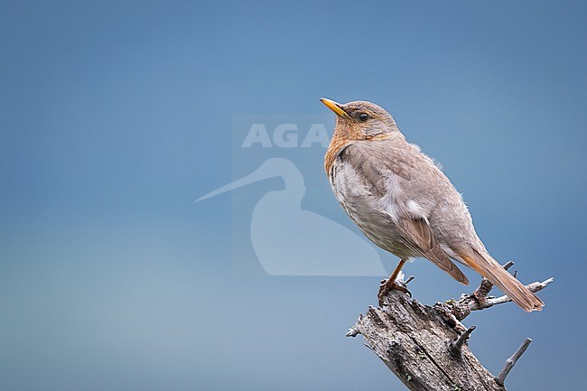 Adult male Red-throated Thrush (Turdus ruficollis) in Russia (Baikal). stock-image by Agami/Ralph Martin,