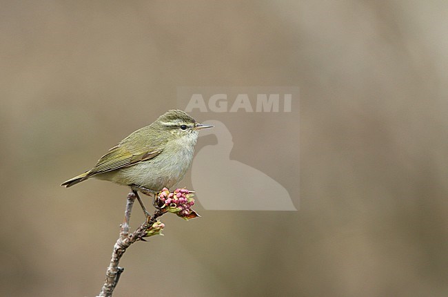 Tytler's Leaf Warbler (Phylloscopus tytleri) wintering in India. Its natural habitat is subtropical or tropical moist montane forests. It is threatened by habitat loss. stock-image by Agami/James Eaton,