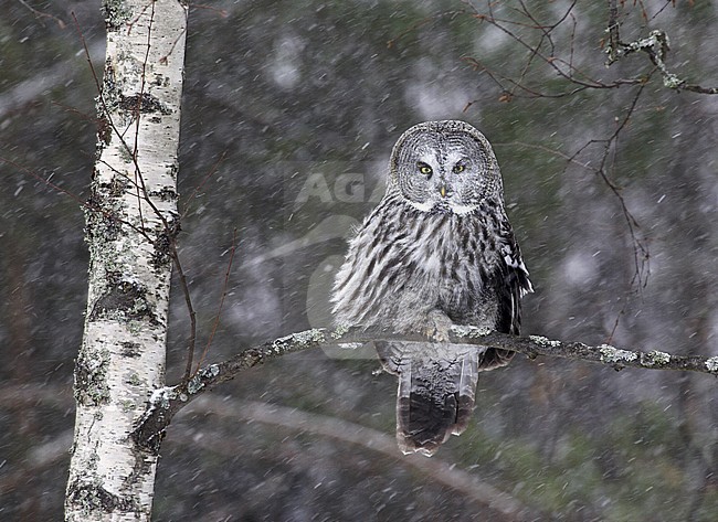 Great Grey Owl, Strix nebulosa stock-image by Agami/Jari Peltomäki,