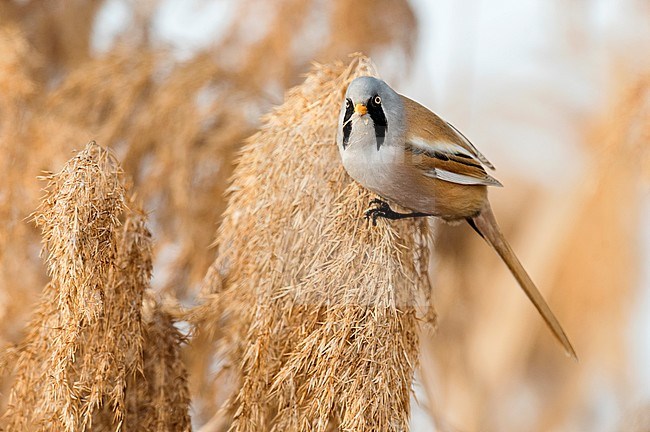 Baardman; Bearded Reedling; Panurus biarmicus stock-image by Agami/Alain Ghignone,