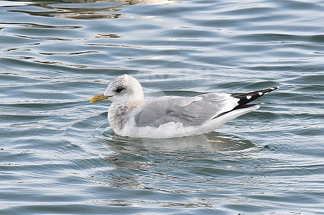 Kamchatka Mew Gull (Larus canus kamtschatschensis). Adult in winter plumage swimming in harbour in northern Japan. stock-image by Agami/Laurens Steijn,