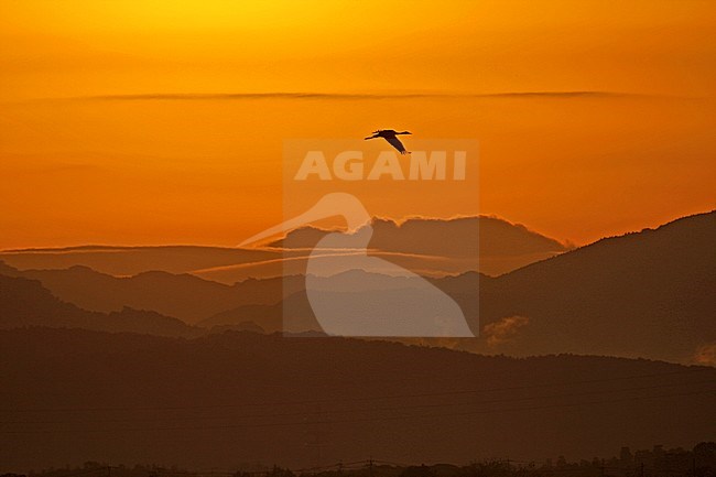 Hooded Cranes flying in front of sunrise in Japan stock-image by Agami/Pete Morris,