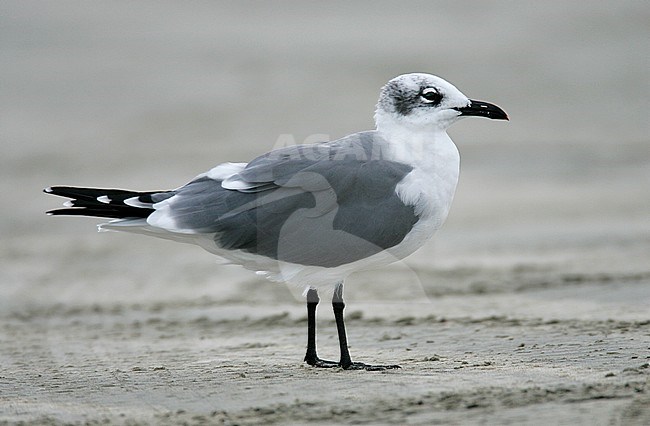 Adult non-breeding
Nueces Co., TX
November 2004 stock-image by Agami/Brian E Small,