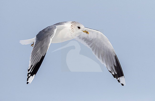 Common Gull (Larus canus) wintering in Katwijk, Netherlands. stock-image by Agami/Marc Guyt,